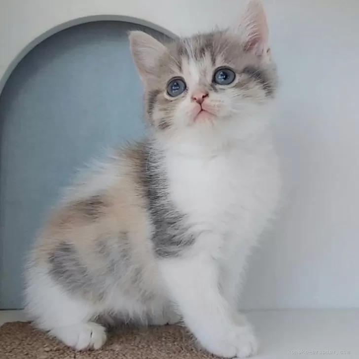 K 様のお迎えした子猫