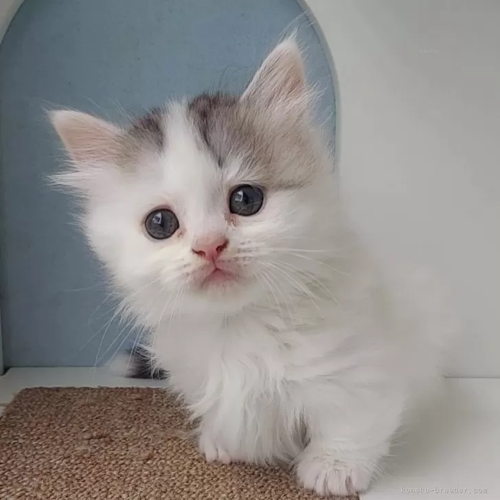 ID:2405-02345の子猫