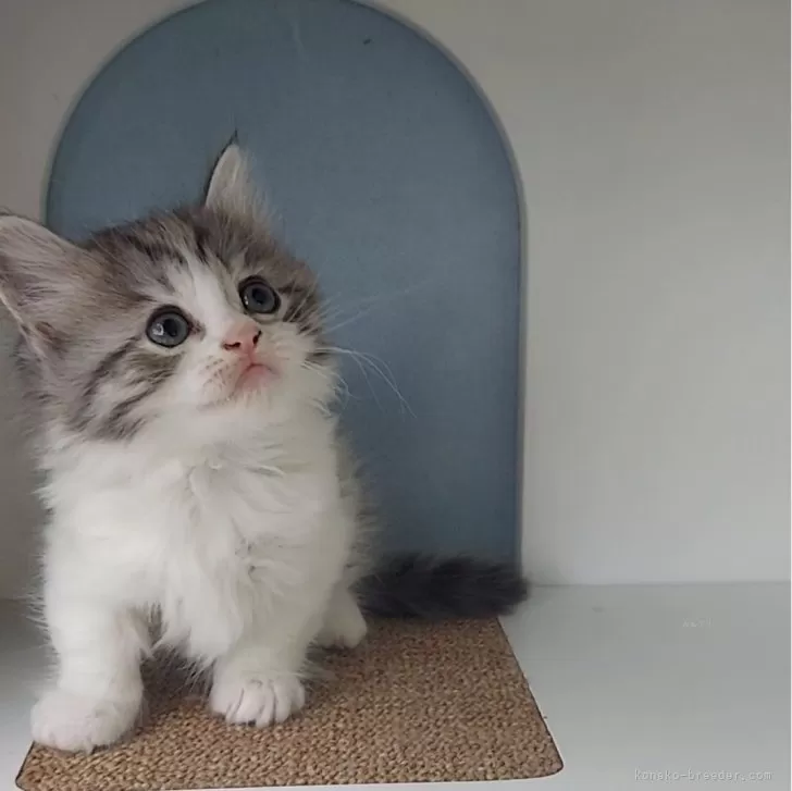 ID:2405-02347の子猫