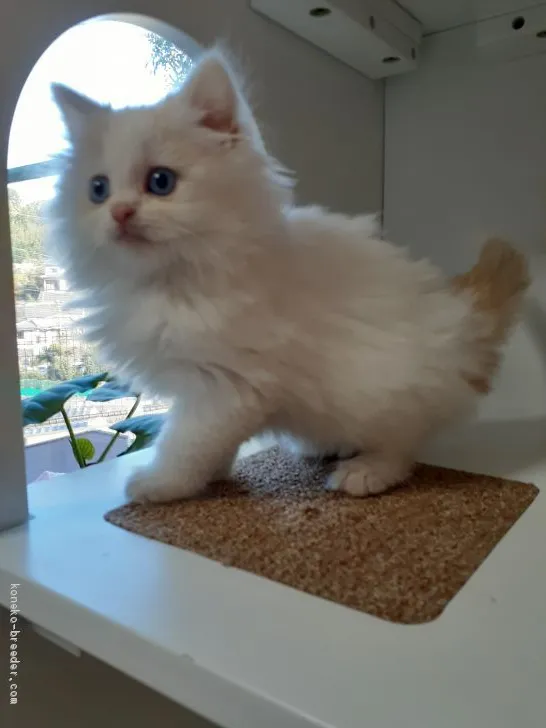 ID:2011-02024の子猫