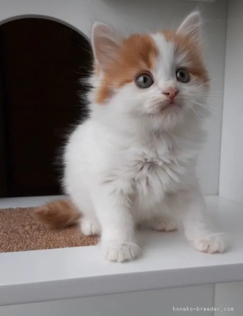 ID:2105-01709の子猫