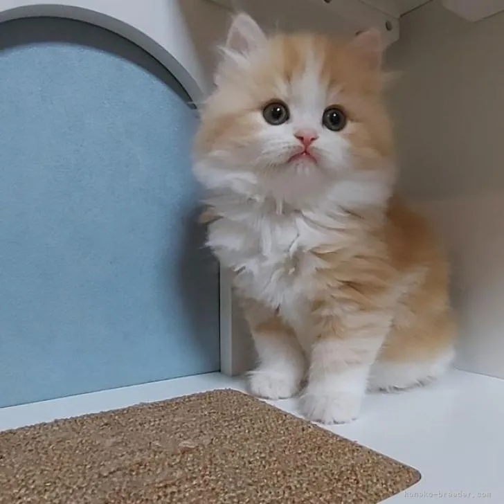 ID:2212-00717の子猫