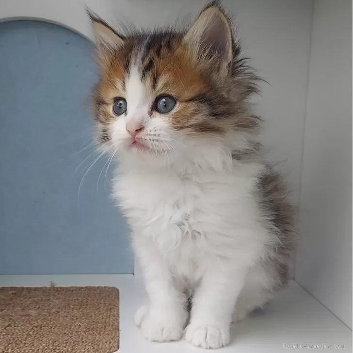 ID：2405-01807の子猫