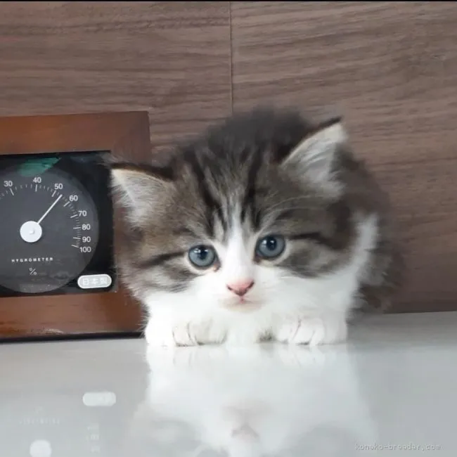 ID:2005-00898の子猫