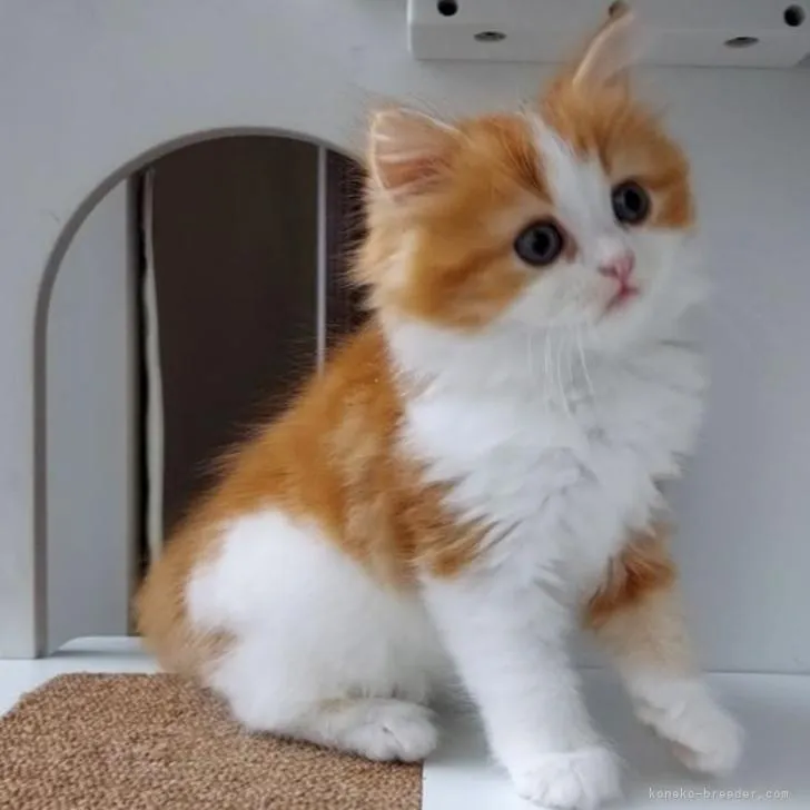 ID：2206-01578の子猫