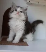 マンチカン(長足)【大分県・男の子・2021年4月4日・シルバータビー&ホワイト】の写真1