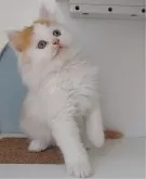 マンチカン(長足)【大分県・男の子・2023年10月26日・レッドタビー&ホワイト】の写真2