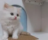 マンチカン(長足)【大分県・女の子・2022年10月13日・クリームタビー&ホワイト】の写真2