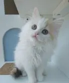 マンチカン(長足)【大分県・女の子・2022年10月13日・ブラウンパッチドタビー&ホワイト】の写真3