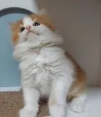 マンチカン(長足)【大分県・女の子・2022年10月13日・レッドタビー&ホワイト】の写真3