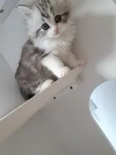 マンチカン(長足)【大分県・男の子・2020年10月6日・シルバータビー&ホワイト】の写真4