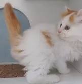 マンチカン(長足)【大分県・男の子・2023年10月26日・レッドタビー&ホワイト】の写真5