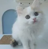 マンチカン(長足)【大分県・女の子・2022年10月13日・ブラウンパッチドタビー&ホワイト】の写真5