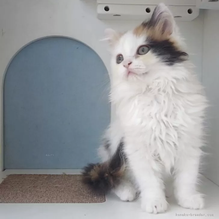 M.K 様のお迎えした子猫