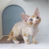 デボンレックス