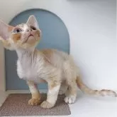 デボンレックス【大分県・男の子・2025年9月6日・レッドタビー】の写真2