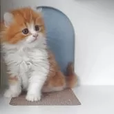 ミヌエット(長足)【大分県・男の子・2025年3月14日・レッドタビー&ホワイト】の写真4