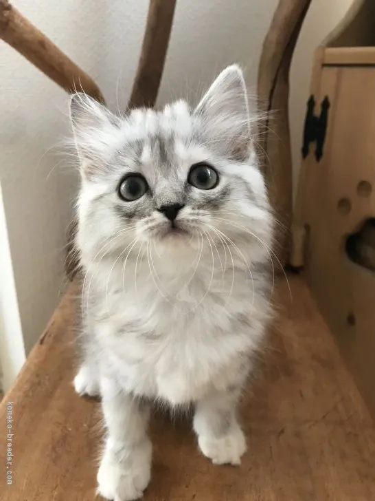 ID:1908-01080の子猫