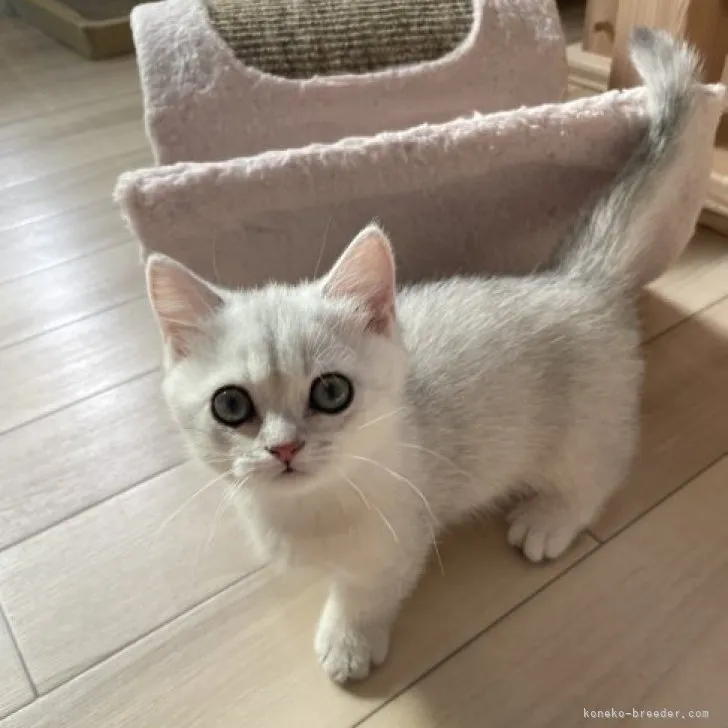ID：2310-02252の子猫