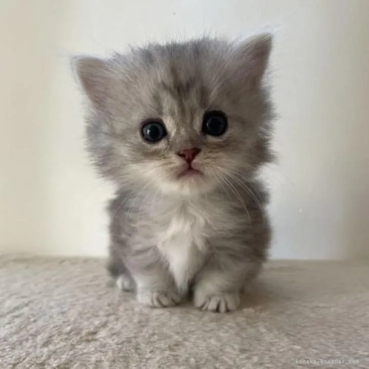 ID:2212-02217の子猫