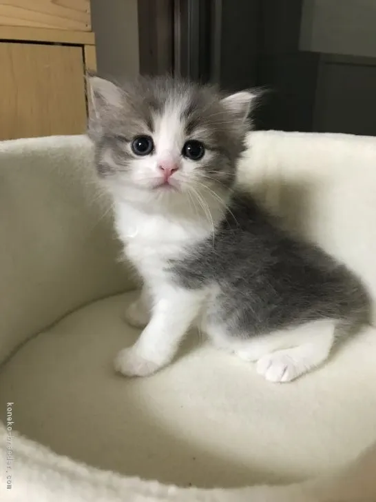 ID:1809-00018の子猫