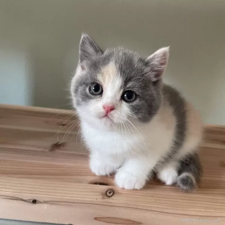 ブリティッシュショートヘア【埼玉県・女の子・2024年10月17日・ダイリュートキャリコ】の写真1