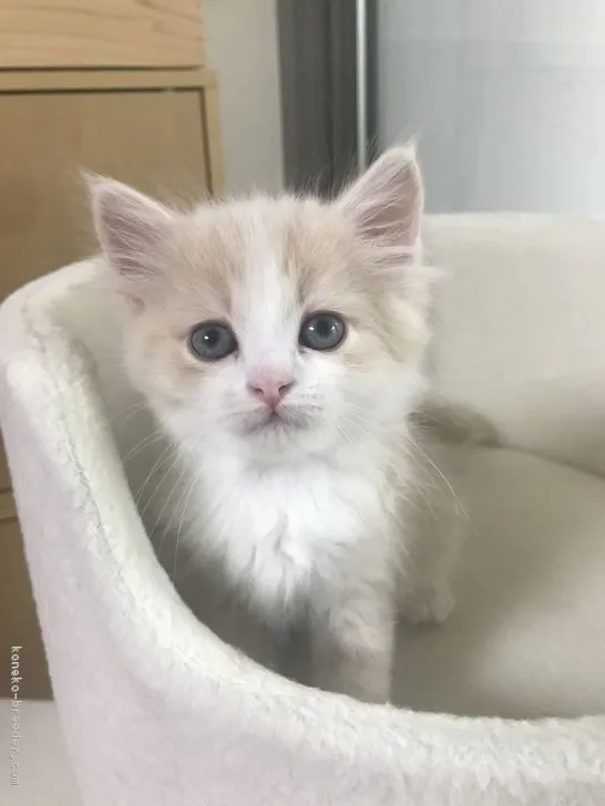 ID：1809-00049の子猫