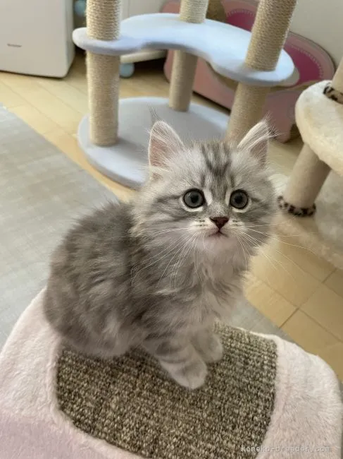ID：2205-01164の子猫