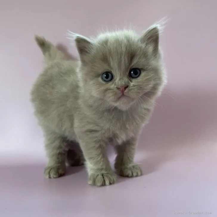 ID:2305-03761の子猫