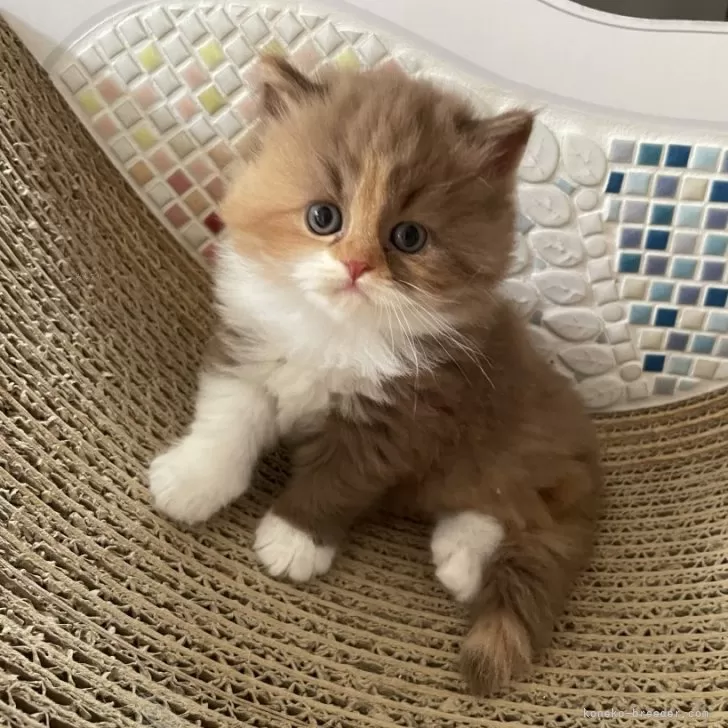 ID:2409-03291の子猫
