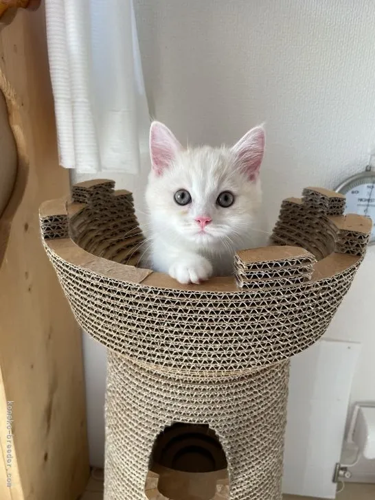 ID:2110-01361の子猫