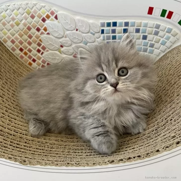 ID：2411-01863の子猫
