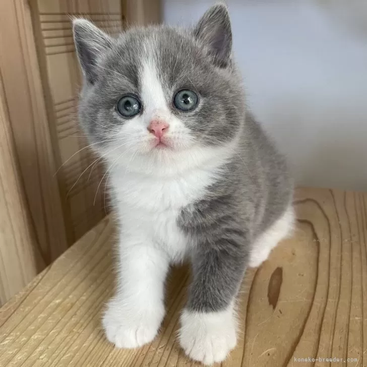 ポンちゃん 様のお迎えした子猫