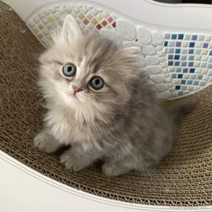 ID：2312-00846の子猫