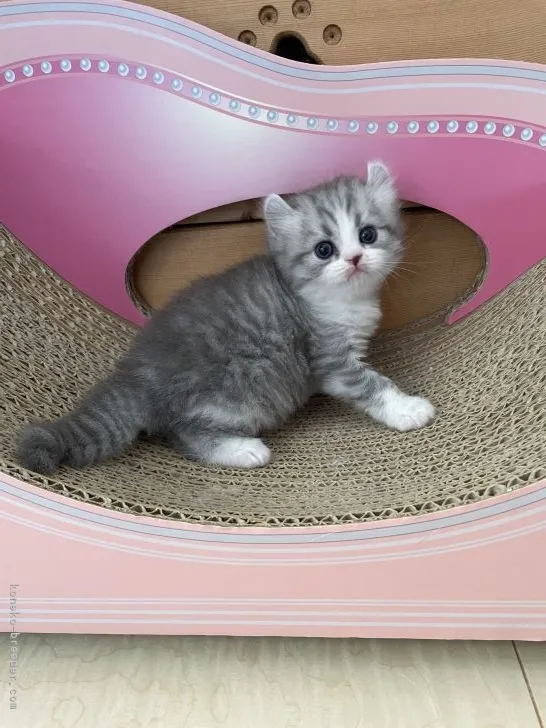 ID:2202-01168の子猫
