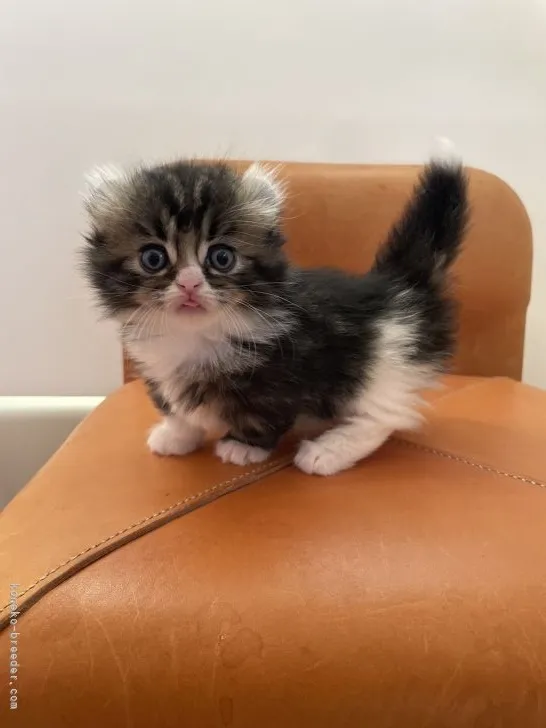 ID:2112-01590の子猫
