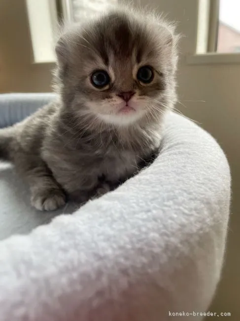 ID：2206-01362の子猫