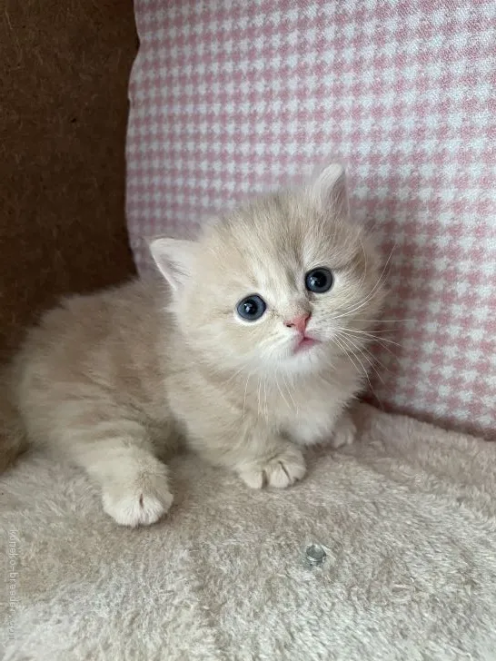 ID:2103-00680の子猫