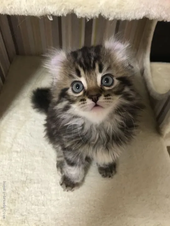 ID:1910-01247の子猫