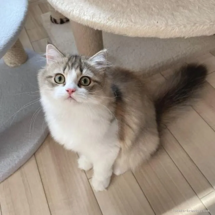 ID：2208-00682の子猫