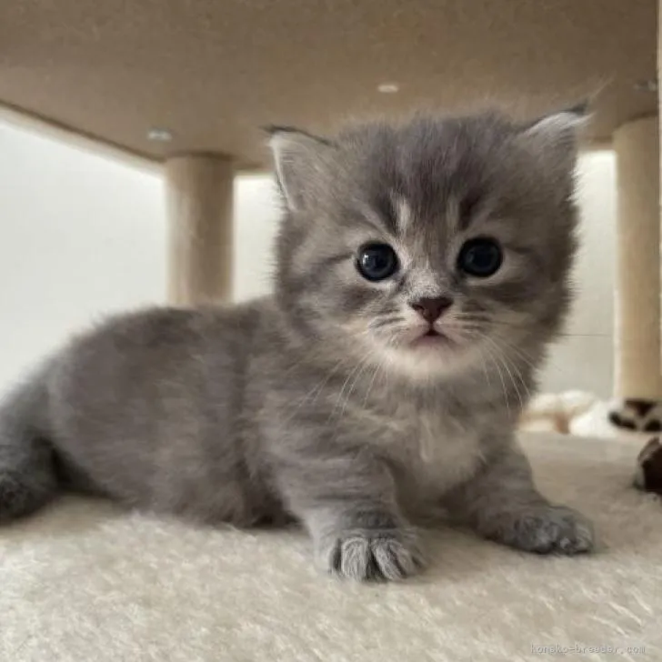 ID:2211-02588の子猫