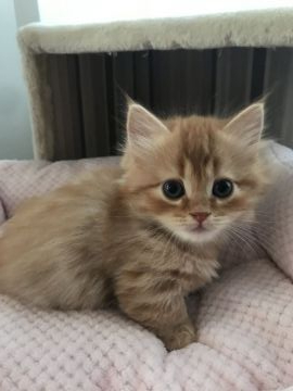 キンカロー【埼玉県・男の子・2019年10月29日・レッド（セミロング）】の写真「優しいお顔の短足くん❣️」