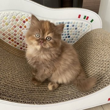 ブリティッシュロングヘア【埼玉県・女の子・2023年12月20日・シナモントーティ】の写真「ふわっふわ毛質の可愛い女の子💞」