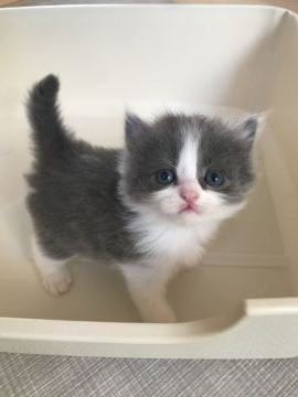 マンチカン(長足)【埼玉県・男の子・2020年11月24日・ブルー&ホワイト（セミロング）】の写真「癒され顔のボク❣️」