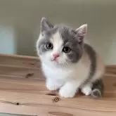 ブリティッシュショートヘア【埼玉県・女の子・2024年10月17日・ダイリュートキャリコ】の写真1