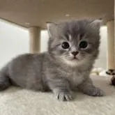 キンカロー【埼玉県・男の子・2022年11月3日・ブルー&ホワイト】の写真1