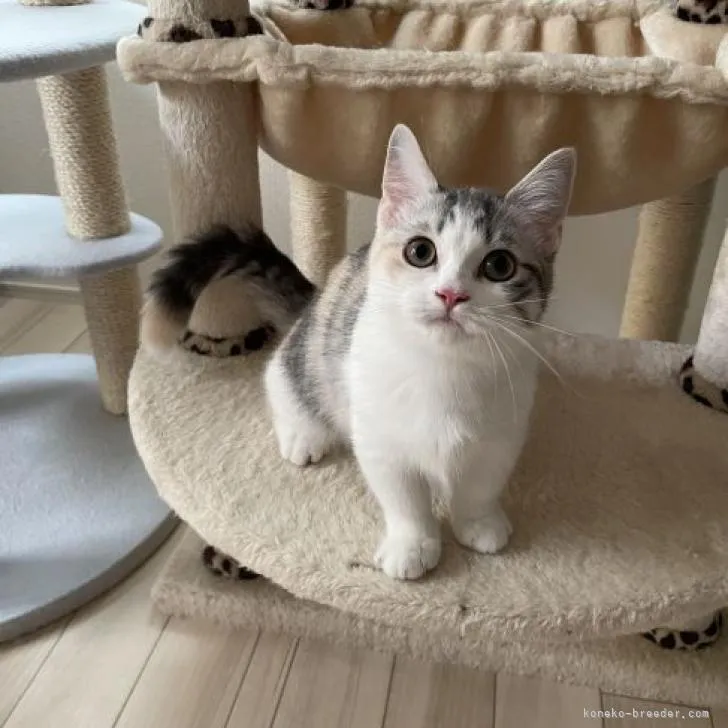 ID：2207-01990の子猫