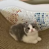 ブリティッシュショートヘア【埼玉県・女の子・2024年10月17日・ダイリュートキャリコ】の写真2