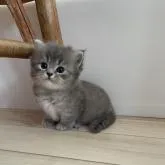 キンカロー【埼玉県・男の子・2022年11月3日・ブルー&ホワイト】の写真2