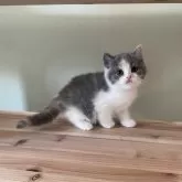 ブリティッシュショートヘア【埼玉県・女の子・2024年10月17日・ダイリュートキャリコ】の写真3